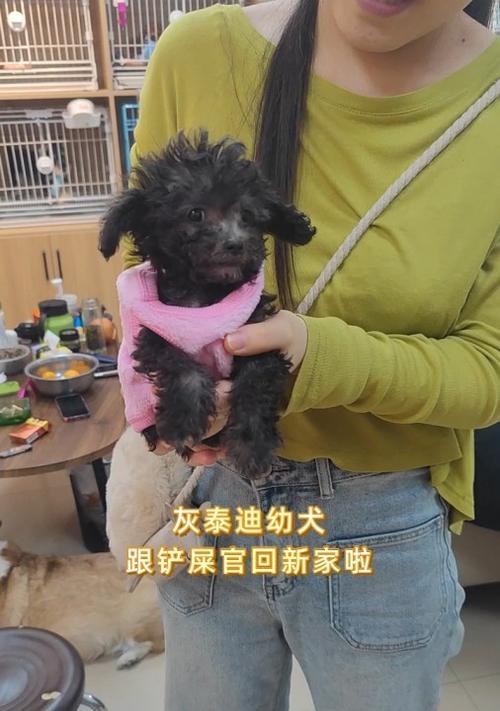 在宠物店购买泰迪幼犬是否合适及价格？
