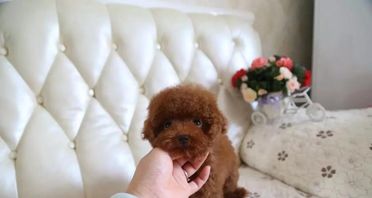 在宠物店购买泰迪幼犬是否合适及价格？