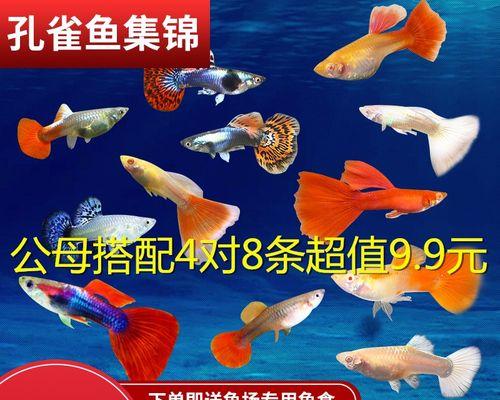 泰迪狗染色好吗多少钱一次？小鱼苗一样的鱼叫什么名字？