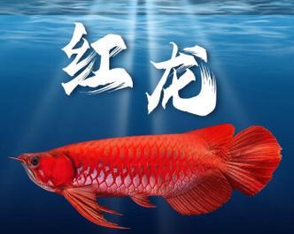金龙鱼鱼苗用什么水养？金龙鱼鱼苗的养殖环境需要注意什么？