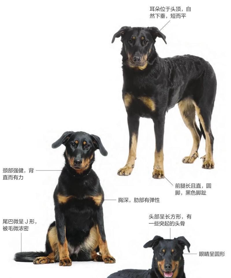 哪些品种适合初次养大型犬的幼犬？大型犬幼犬的饲养要点是什么？