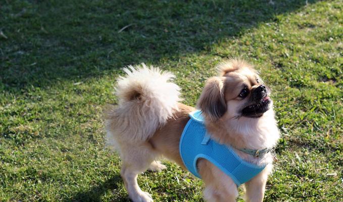 哪些品种适合初次养大型犬的幼犬？大型犬幼犬的饲养要点是什么？