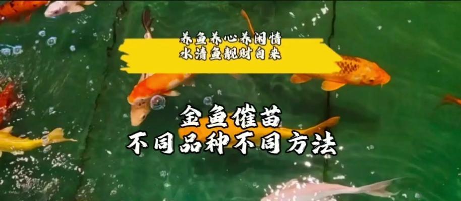 小鱼苗发色慢的原因是什么？如何促进鱼苗的正常发色？