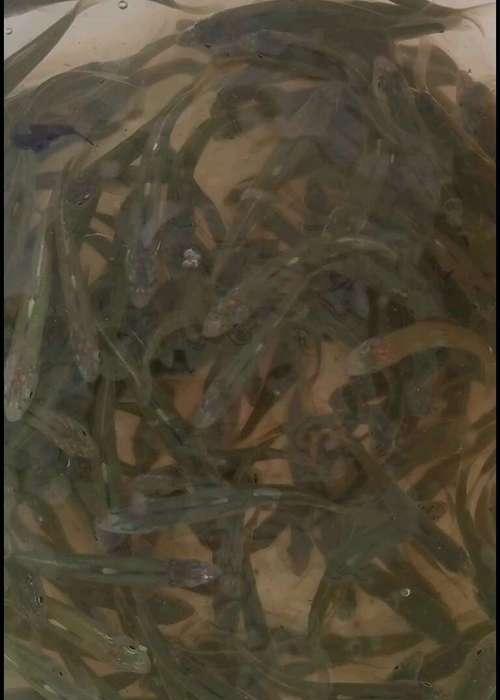 小鱼苗发色慢的原因是什么？如何促进鱼苗的正常发色？