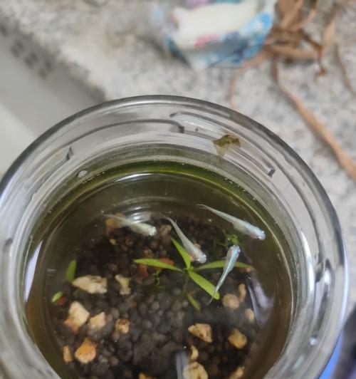 小鱼苗发色慢的原因是什么？如何促进鱼苗的正常发色？