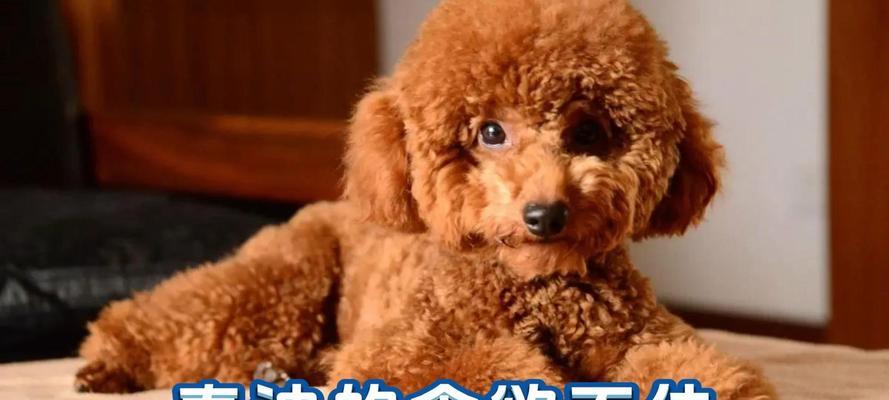 10个月大的泰迪每天应该喂食多少克？如何调整喂食量？