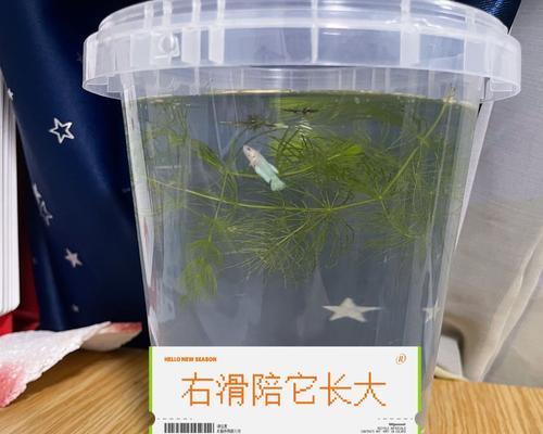 鱼苗为何需要打氧气？