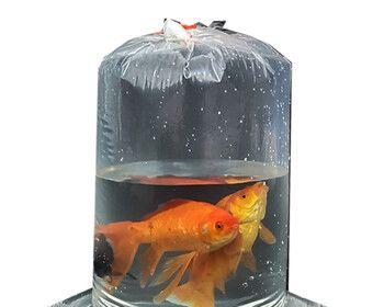 鱼苗为何需要打氧气？