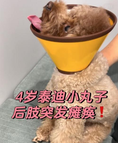 四岁泰迪的市场价值是多少？