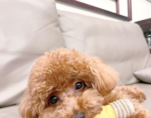 泰迪打狂犬疫苗的费用和注意事项有哪些？