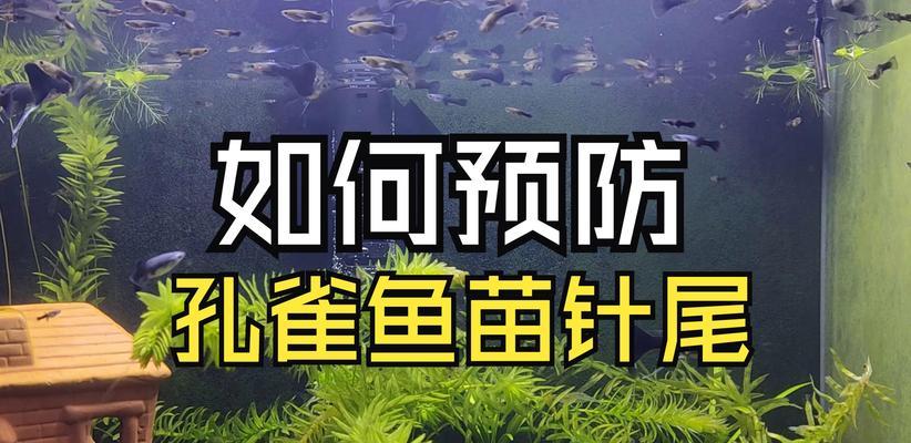 鱼苗为什么需要四尾？四尾鱼苗有什么特殊意义？