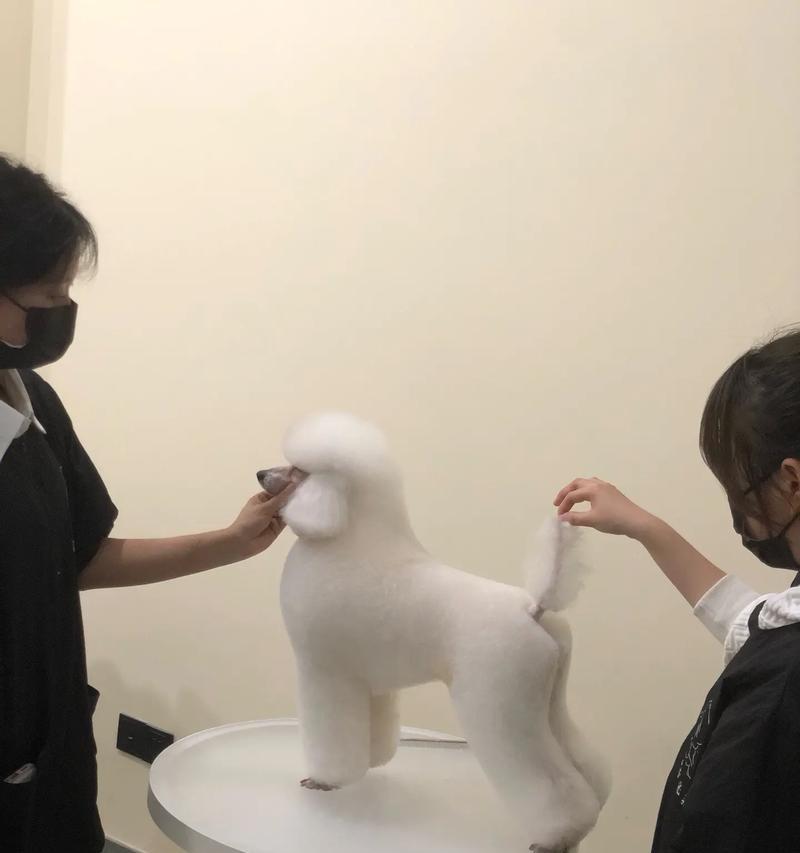 泰迪狗换衣服的费用和款式如何选择？