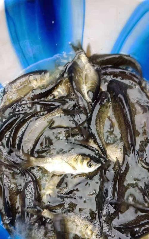 吉林地区哪种鱼苗生长速度快？养殖方法有何不同？