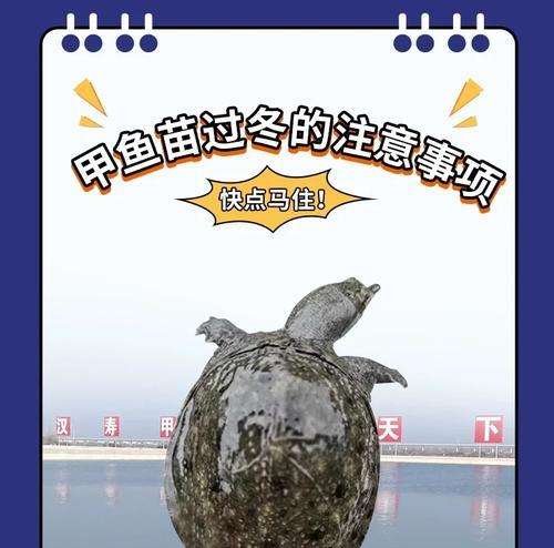 甲鱼苗中哪些是精品？如何鉴别甲鱼苗的质量？