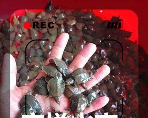 甲鱼苗中哪些是精品？如何鉴别甲鱼苗的质量？