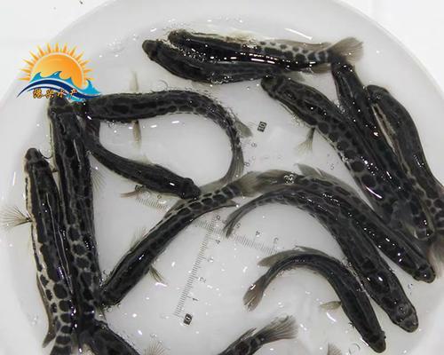 钱塘江米鱼的鱼苗何时上市？如何挑选优质的米鱼苗？