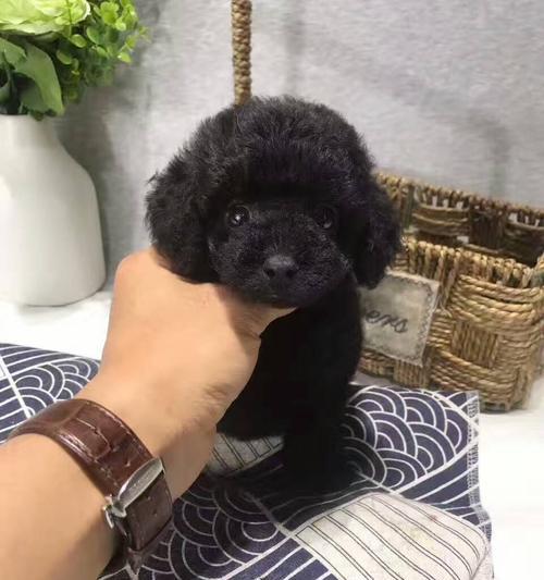 苏州购买泰迪狗狗的价格是多少？购买时应该注意什么？