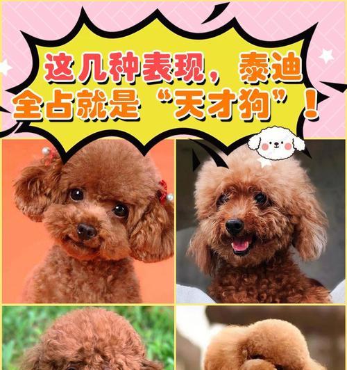 苏州购买泰迪狗狗的价格是多少？购买时应该注意什么？