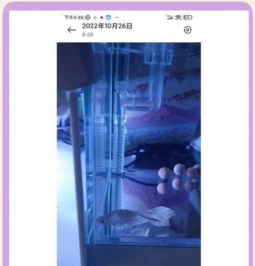 斗鱼苗为什么会夹尾？如何解决这个问题？
