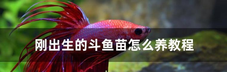 斗鱼苗为什么会夹尾？如何解决这个问题？