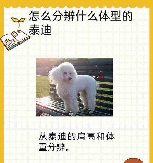 十斤重的泰迪每天应该吃多少粮食？泰迪的喂食量如何控制？