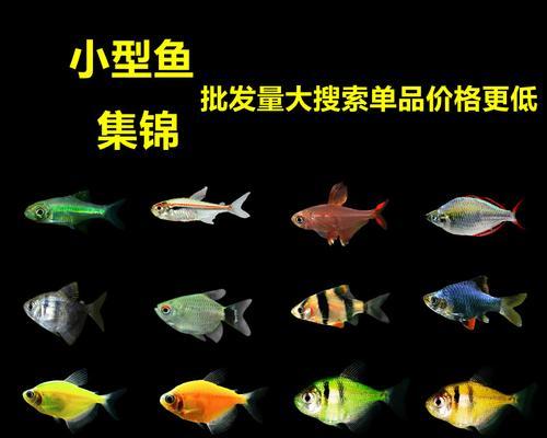 天使鱼苗频繁死亡的原因是什么？如何提高存活率？