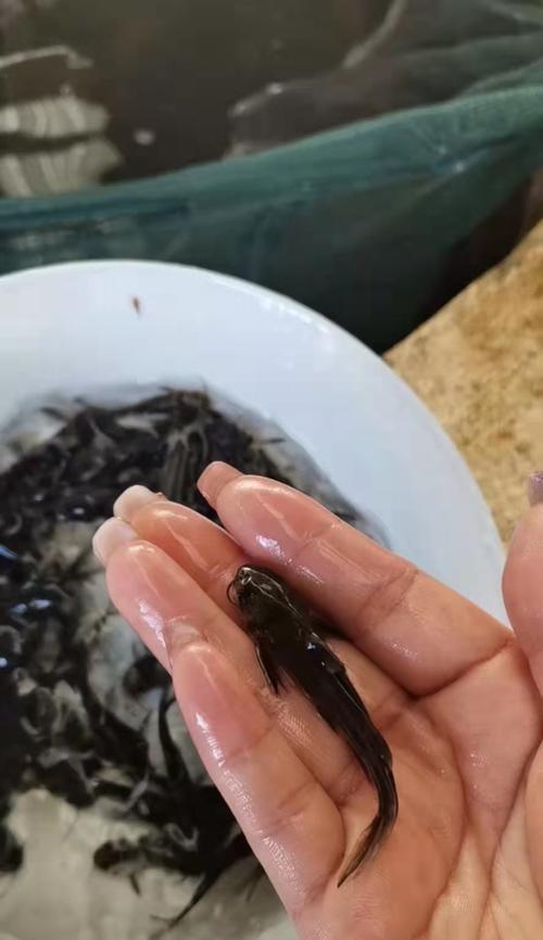 天使鱼苗频繁死亡的原因是什么？如何提高存活率？