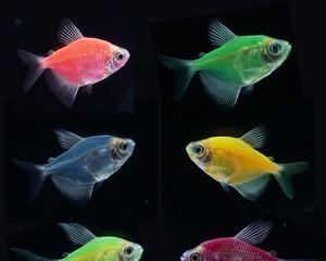 天使鱼苗频繁死亡的原因是什么？如何提高存活率？