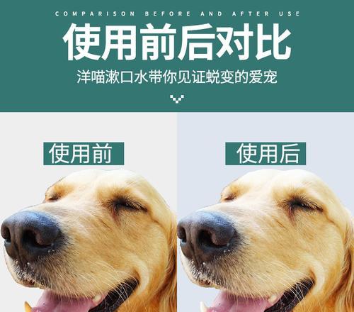 小泰迪去除牙垢需要多少钱？哪种方法更安全有效？