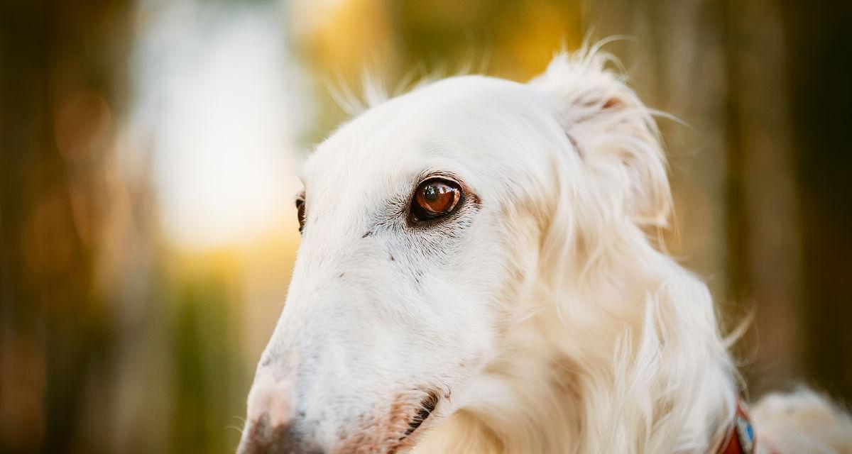 白色大型犬中有哪些是斗犬？它们的特点是什么？
