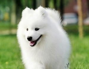 白色大型犬中有哪些是斗犬？它们的特点是什么？