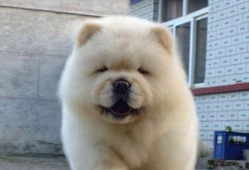 白色大型犬中有哪些是斗犬？它们的特点是什么？