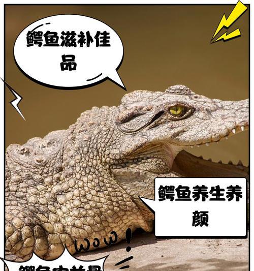 鳄鱼苗为什么不活泼？不活泼的原因是什么？