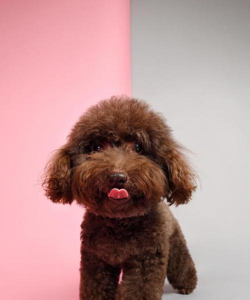 泰迪犬的平均寿命是多少年？如何延长其寿命？