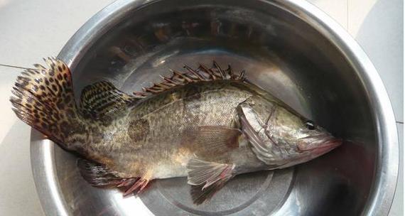 海鱼为何没有鱼苗？没有鱼苗的海鱼为什么不宜食用？