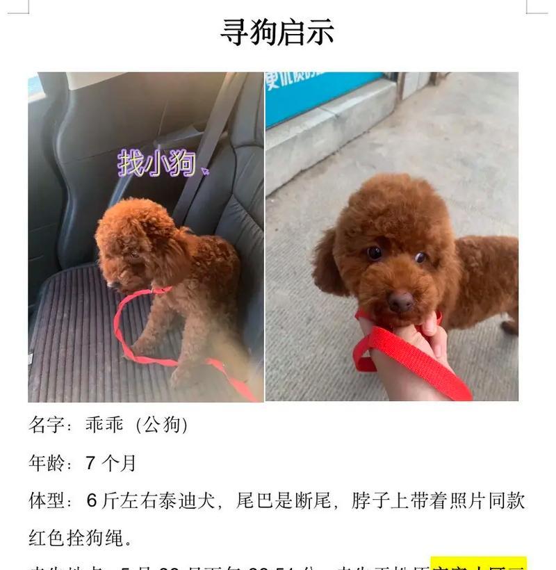 三斤泰迪的体重是否正常？如何判断泰迪的健康体重？