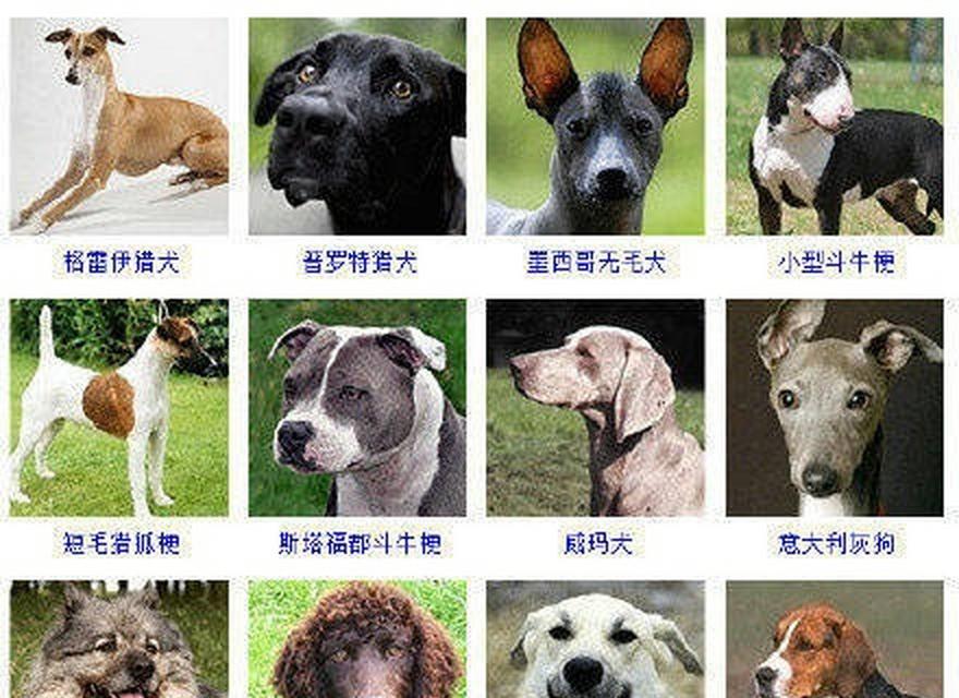 推荐活泼小型犬品种有哪些？如何选择适合家庭的活泼小型犬？