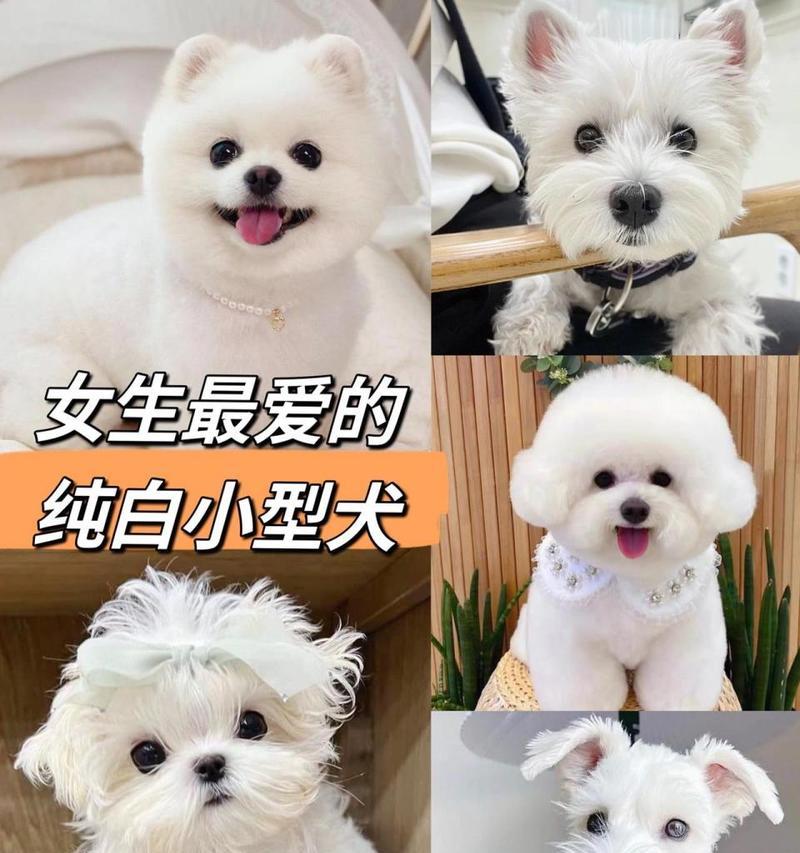 推荐活泼小型犬品种有哪些？如何选择适合家庭的活泼小型犬？