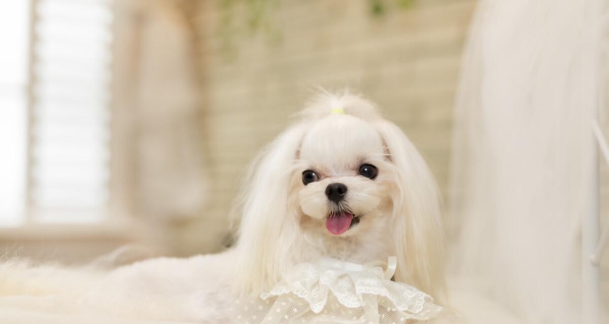 推荐活泼小型犬品种有哪些？如何选择适合家庭的活泼小型犬？