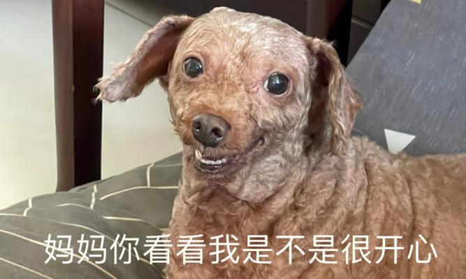 给泰迪剃毛剃头需要多少钱一次？剃毛时应注意哪些事项？