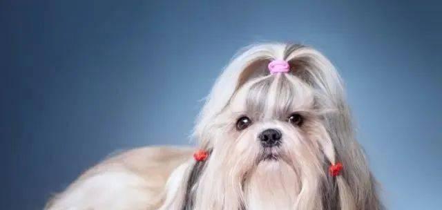 招远养灰泰迪母狗需要多少钱？如何选择合适的宠物犬？
