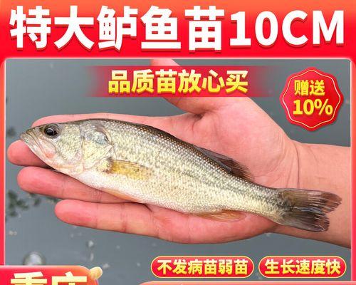 鲈鱼鱼苗4到5厘米时应该喂什么？