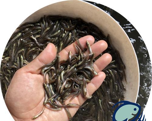 鱼苗喂饱了就死了什么原因？正确的喂养方法是什么？
