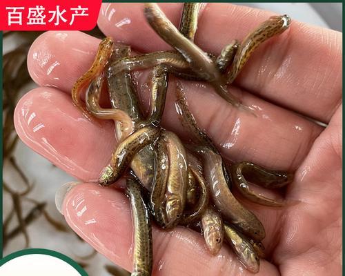 鱼苗喂饱了就死了什么原因？正确的喂养方法是什么？