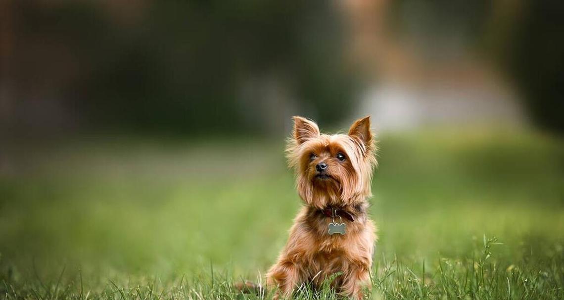 中小型犬有哪些独特的心理特点？
