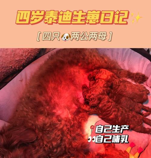 小泰迪配种的最佳时间是什么时候？怎样才能更好养？