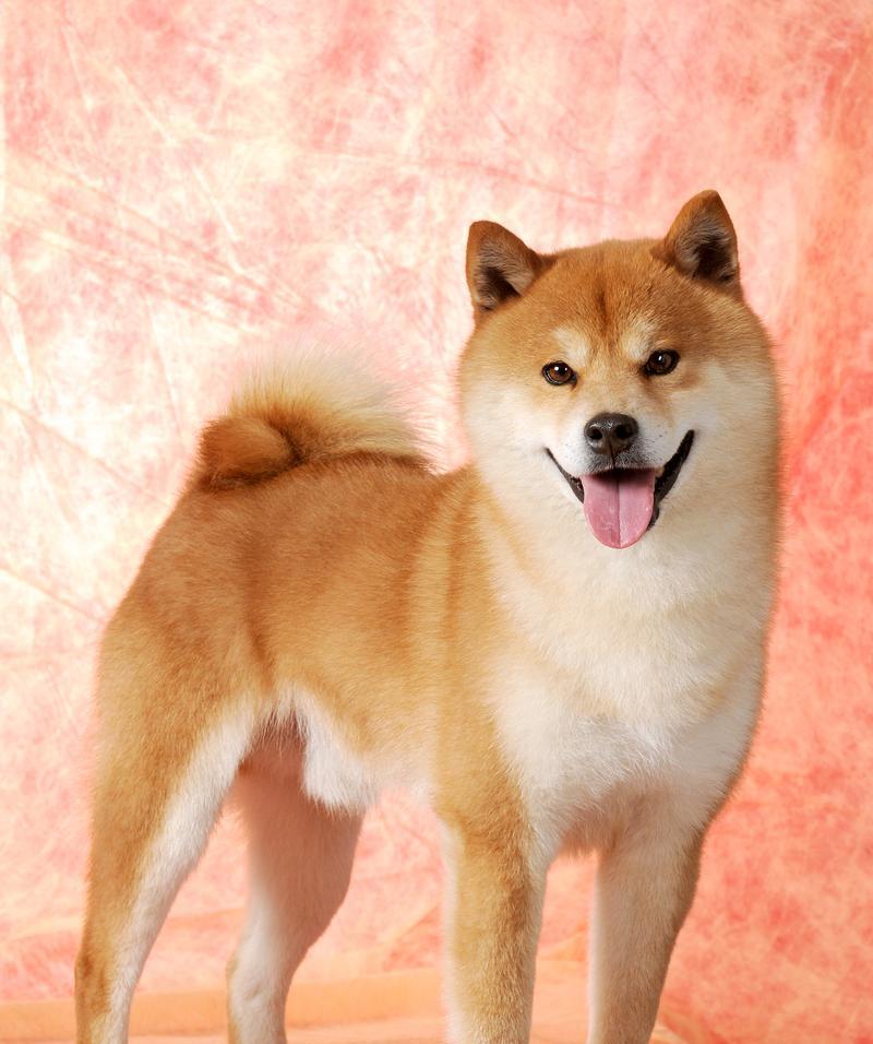 柴犬耳朵何时会立起来？影响柴犬耳朵立起的因素有哪些？