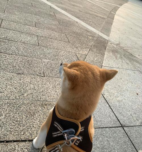 柴犬耳朵何时会立起来？影响柴犬耳朵立起的因素有哪些？