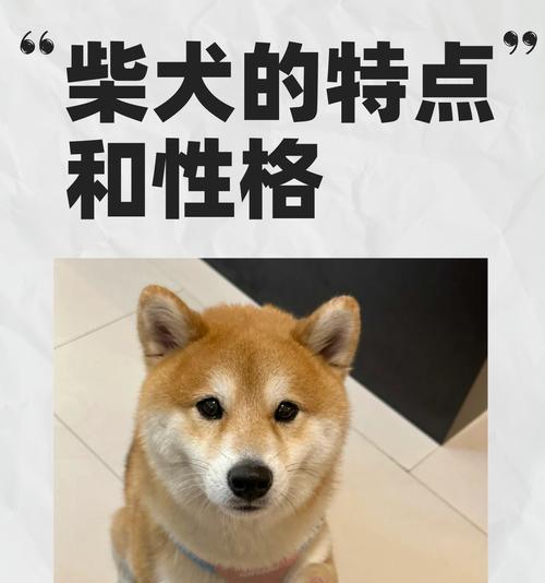柴犬耳朵何时会立起来？影响柴犬耳朵立起的因素有哪些？