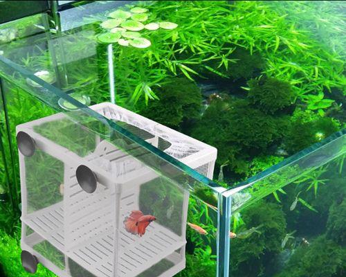 养小鱼苗需要哪种专用鱼缸？专用鱼缸的特点是什么？
